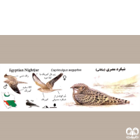  گونه شبگرد مصری (Egyptian Nightjar)